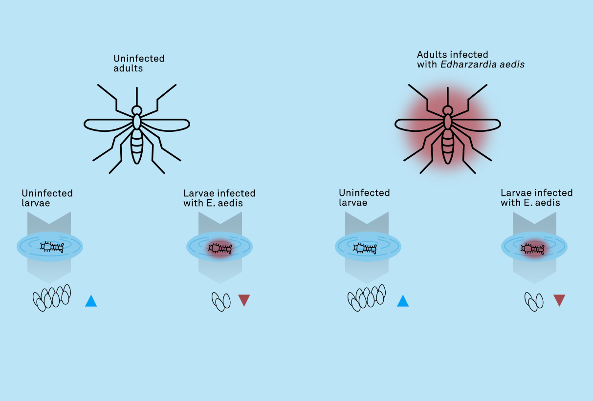 Visualisierung über Infektionswege von Lobo Design.